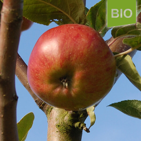 Bio-Apfel Einzelbox / Elise