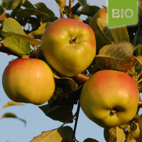 Bio-Apfel Signe Tillisch