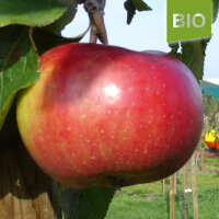 Bio-Apfel Roter Wiesling|truncate:60