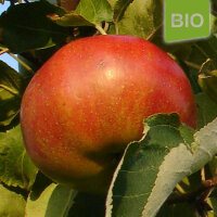 Bio-Apfel Roter Wiesling