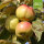 Bio-Apfel Roter Wiesling