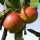 Bio-Apfel Geflammter Kardinal