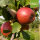 Bio-Apfel Geflammter Kardinal