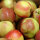 Mostäpfel 13kg krumme Früchte / Jonagold