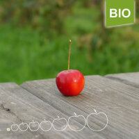 Rote Bio-Weihnachtsäpfel / Deko-Zieräpfel
