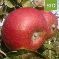 Bio-Apfel Alter Hannoveraner|truncate:60
