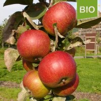 Bio-Apfel Alter Hannoveraner