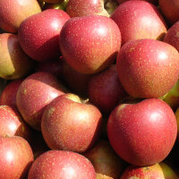 Mostäpfel 13kg krumme Früchte / Wellant