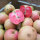 Mostäpfel 13kg krumme Früchte / Rotfleischige Bioäpfel
