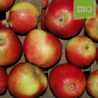 Schöner aus Haseldorf Bio-Äpfel 5kg