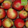 Schöner aus Haseldorf Bio-Äpfel 5kg