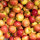 Mostäpfel 13kg krumme Früchte / Freya