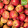 Mostäpfel 13kg krumme Früchte / Goldrenette von Blenheim