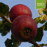 Bio-Apfel Roter Münsterländer Borsdorfer