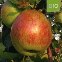 Bio-Apfel Lohrer Rambur|truncate:60