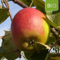 Bio-Apfel Lohrer Rambur