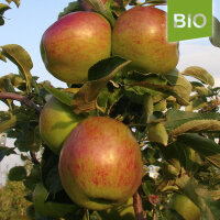 Bio-Apfel Lohrer Rambur