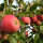 Rubens Bio-Äpfel 3kg-Kiste