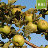 Kanadarenette Bio-Äpfel 5kg