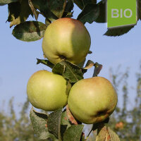 Kanadarenette Bio-Äpfel 5kg