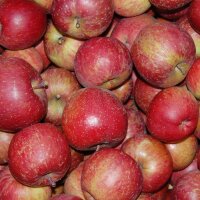 Mostäpfel 13kg krumme Früchte / Fuji