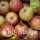 Bio-Äpfel 5kg-Steige / Boskoop