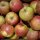 Bio-Äpfel 5kg-Steige / Boskoop