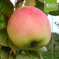 Schöner von Nordhausen Bio-Apfel
