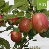 Bio-Äpfel Summerred 5kg|truncate:60