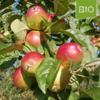 Bio-Äpfel Summerred 5kg