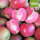 Rotfleischige Bio-Äpfel 5kg