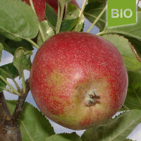 Bio-Apfel Summerred|truncate:60