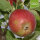 Bio-Apfel Summerred