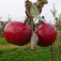 Erdbeerapfel bio 5kg|truncate:60