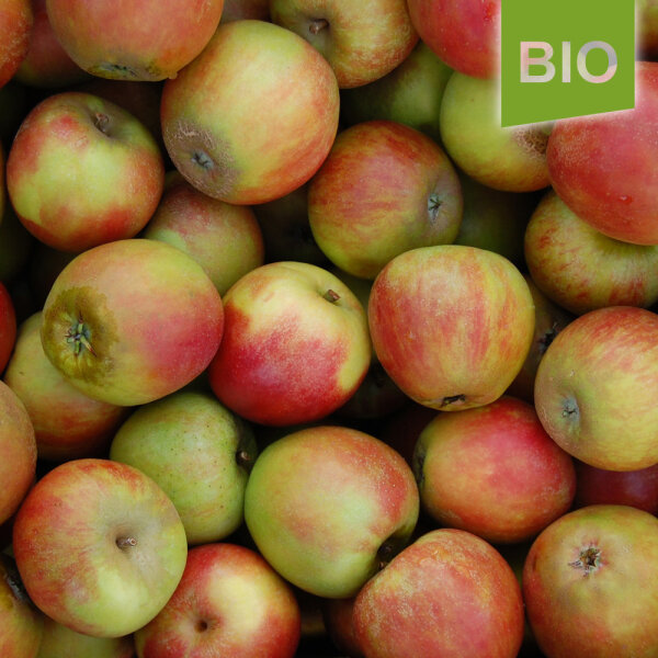 Bio-Äpfel Holsteiner Cox 6kg alte Apfelsorte