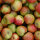 Bio-Äpfel Holsteiner Cox 6kg alte Apfelsorte