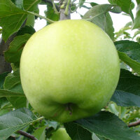 Apfel Nicogreen