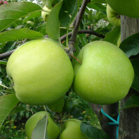 Apfel Nicogreen