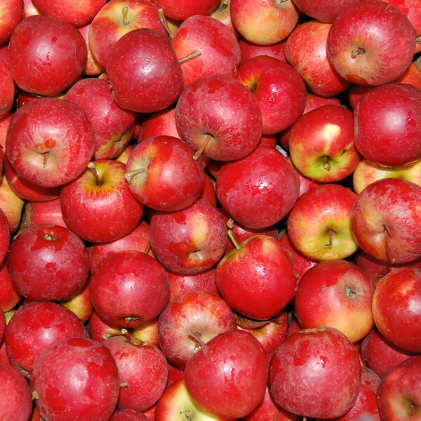 Kleine rote Äpfel - der Mini-Snack 10 kg