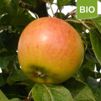 Bio-Apfel Martini|truncate:60