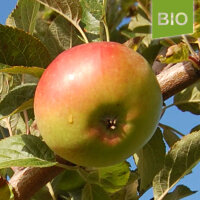 Bio-Apfel Grüner Winterstettiner|truncate:60