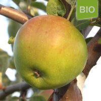 Bio-Apfel Grüner Winterstettiner
