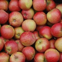 Rubinette Apfel 5kg-Steige
