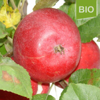 Bio-Apfel Roter Astrachan|truncate:60