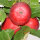Bio-Apfel Roter Astrachan