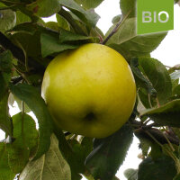 Antonowka Bio-Äpfel 5kg