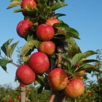 Individuelle BIO-Apfelbaum-Patenschaft Premium