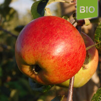 Bio-Apfel Rubinola