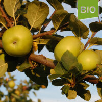 Fromms Goldrenette Bio-Äpfel 5kg