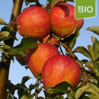 Clivia Bio-Äpfel 5kg